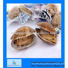 high quality frozen short necked clam